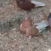 کفتر پرشی و زینتی رنگی