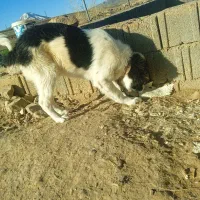 توله سگ قدریجان