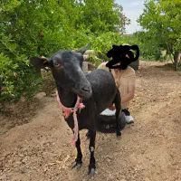 گله بز مورسیا اصل