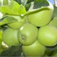 سیب ترش مصری کاملا ارگانیک