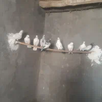 کبوتر|پرنده|شازند, |دیوار
