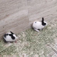 بچه خرگوش