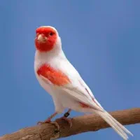 قناری گلسر موزایکی رد فاکتور