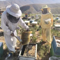 عسل بهاره کیفیت تضمینی