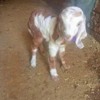 بزغاله نژدی