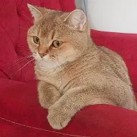 ویزیت دامپزشکی در محل