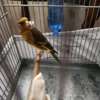 جوجه سهره قناری