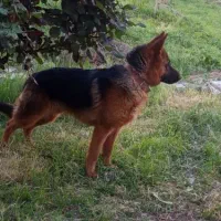 سگ ژرمن
