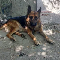 سگ ژرمن اصل