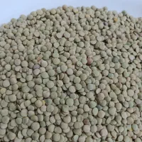 عدس|خوردنی و آشامیدنی|میانه, |دیوار