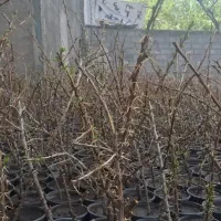 نهال زرشک خوردنی
