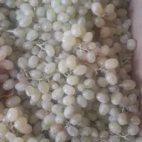 انگور مارین