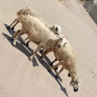 ۴ راس میش جوان سه زه