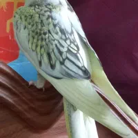 عروس هلندی گمشده