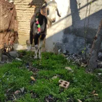 بز ماده|حیوانات مزرعه|گرگان, |دیوار