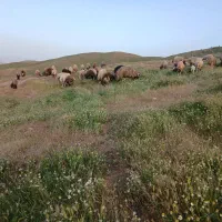 ۵۰ تا|حیوانات مزرعه|ایلام, |دیوار