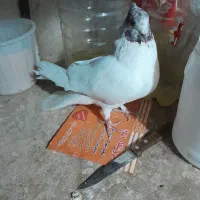 کفتر تهرانی گله زر بیز چاکل