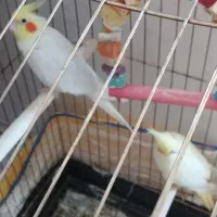 ی جفت عروس هلندی
