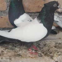 نر ماده سینه وطوقی