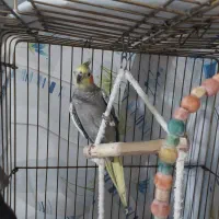 عروس هلندی ماده