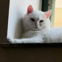 واگذاری گربه پرشین