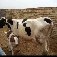 گاوشیری ده روزه زاییده باگوساله سیمنتال ماده