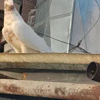 یک جفت کبوتر دم