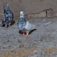 طوقی هفترنگ جفکایی