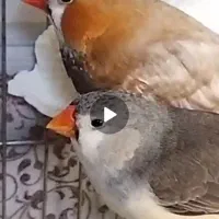 فنچ های کینگ اروپایی رو جوجه