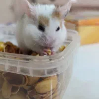 همستر|موش و خرگوش|قروه, |دیوار