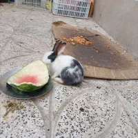 خرگوش