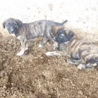 واگذاری توله سگ نژاد افغان