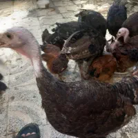 بوقلمون محلی