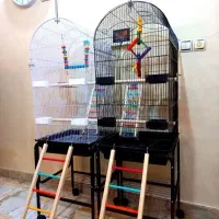 فروش قفس طوطی