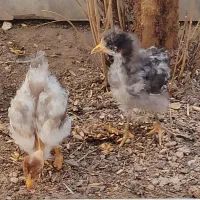 جوجه سه ماهه