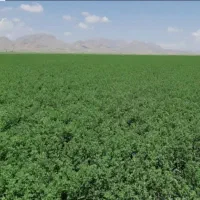 تک بذر یونجه میکسی