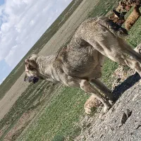 سگ سراب ماده