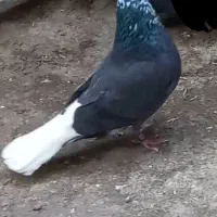 ۳ عدد کبوتر دم سفید پرش و بازی دار