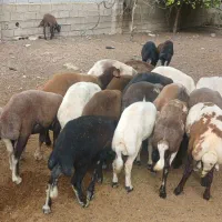 خریدو فروش