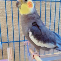 عروس هلندی نر