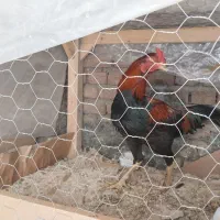 خروس لاری نژاد ترکیه