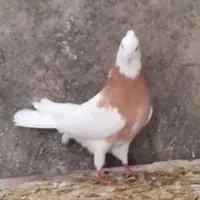 جفت طوقی