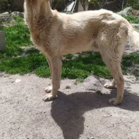 واگذاری سگ سرابی یک سالع