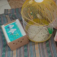 طوطی برزیلی ، قفس ولانه