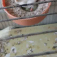 سلا فروش جفت قناری سفید وطلایی پای کار