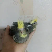 جوجه عروس هلندی