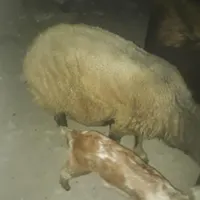بره نرچاق|حیوانات مزرعه|گلستان, |دیوار