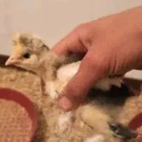 جوجه مرغ سلطان و...
