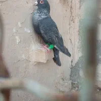 موشی نقره ای