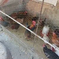 مرغ